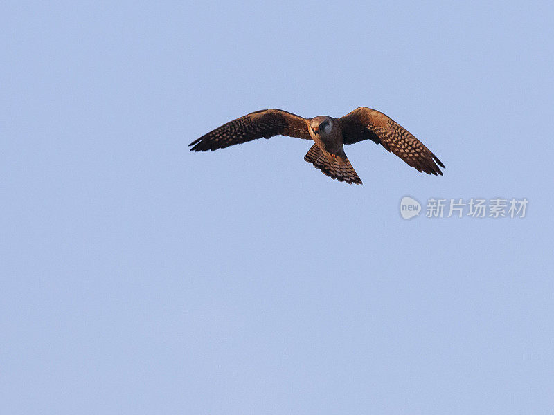 Female Red-footed Falcon, Falco vespertinus, hovering in a clear, blue sky above the Danube Delta Biosphere Reserve in eastern Romania